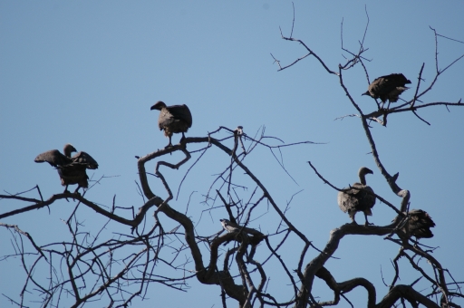 Buzzards waiting their turn 